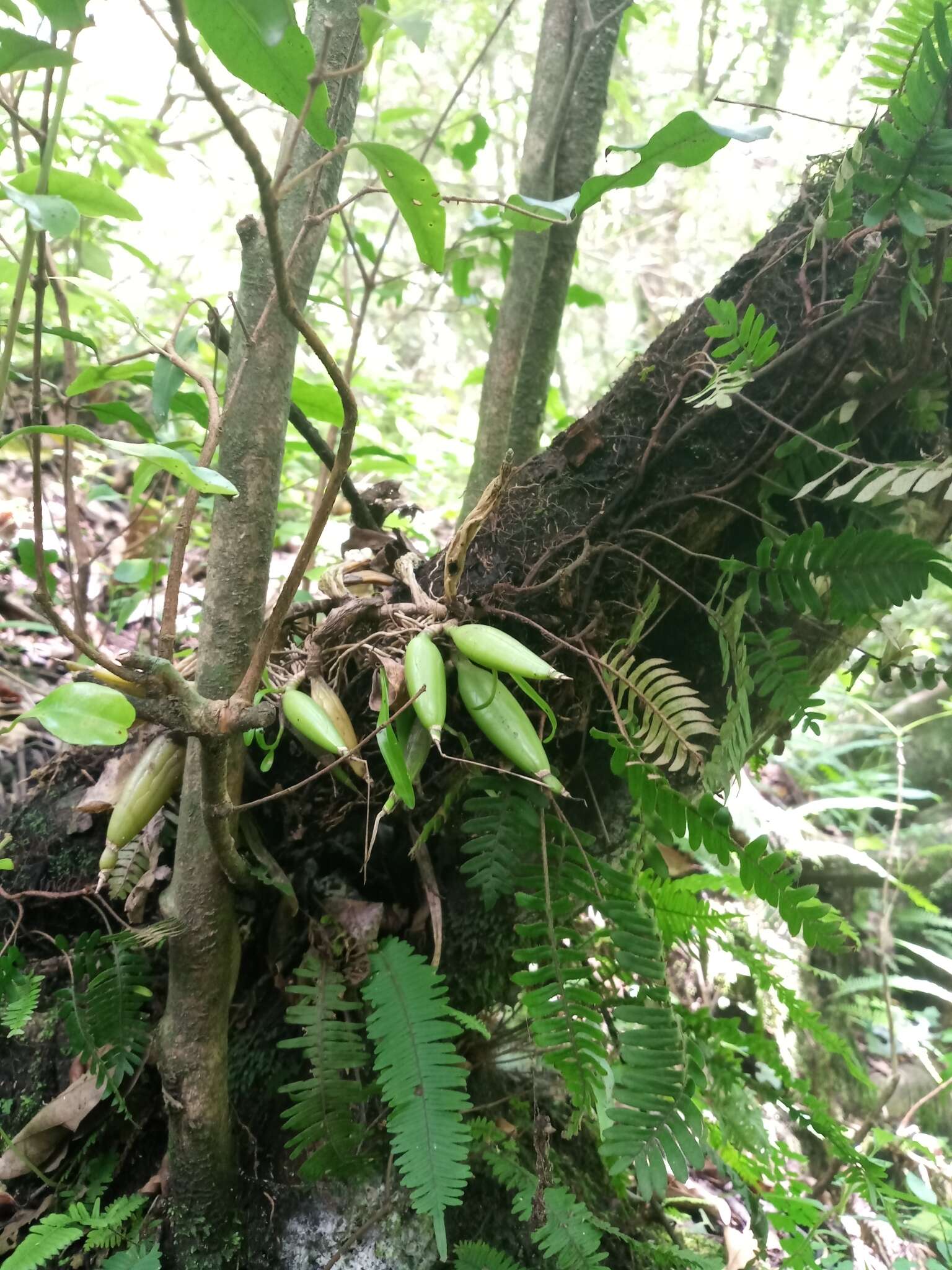 Image de Prosthechea squalida (Lex.) Soto Arenas & Salazar