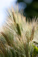 Image of common barley