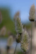 Image of harestail grass