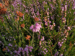 Image of Bog Heather