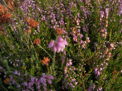 Image of Bog Heather