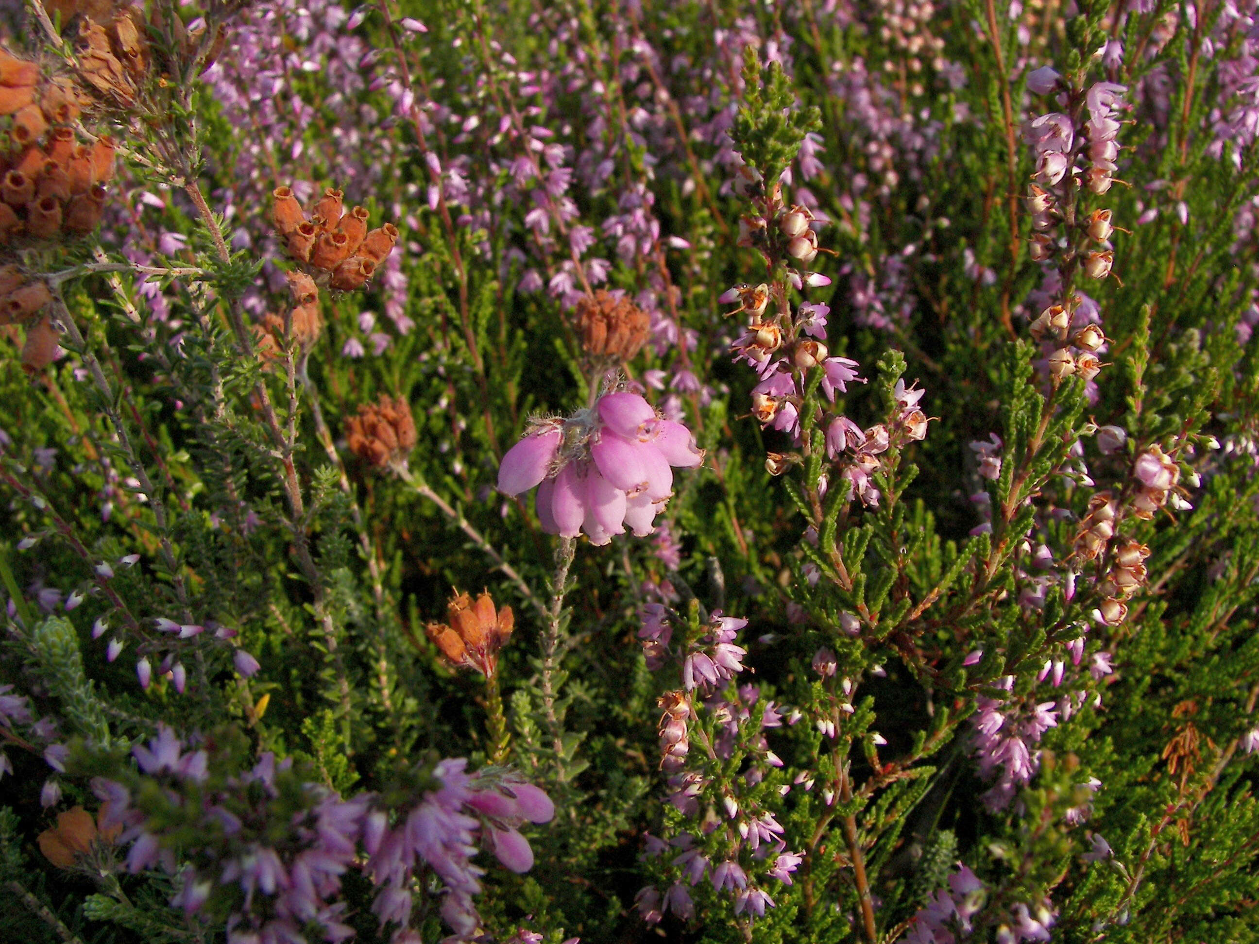 Image of Bog Heather