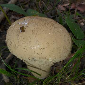 Imagem de Lycoperdon perlatum Pers. 1796