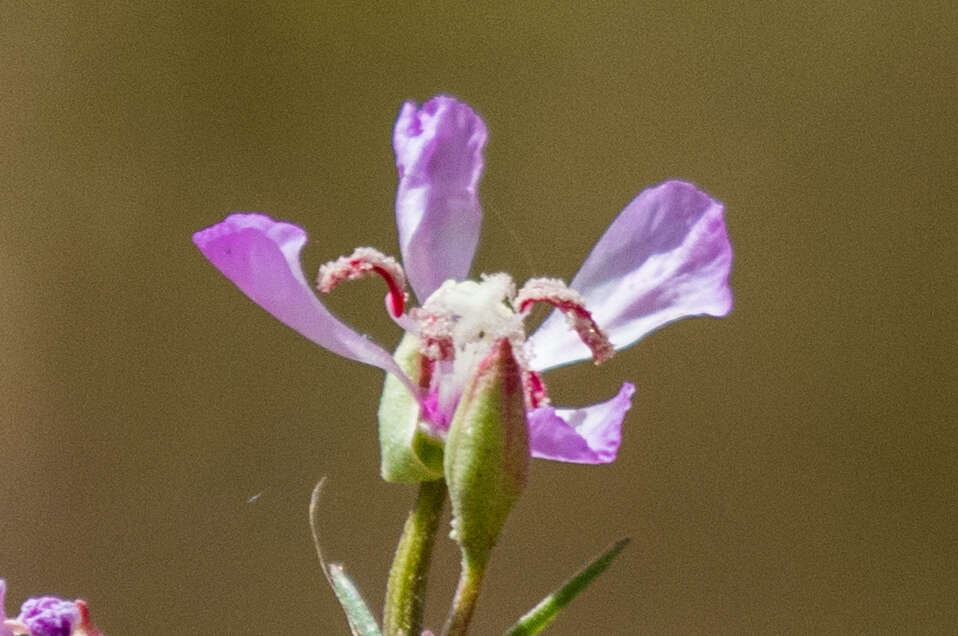 Image de Clarkia delicata (Abrams) A. Nels. & J. F. Macbr.