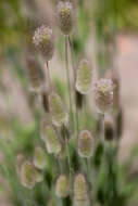 Image of harestail grass