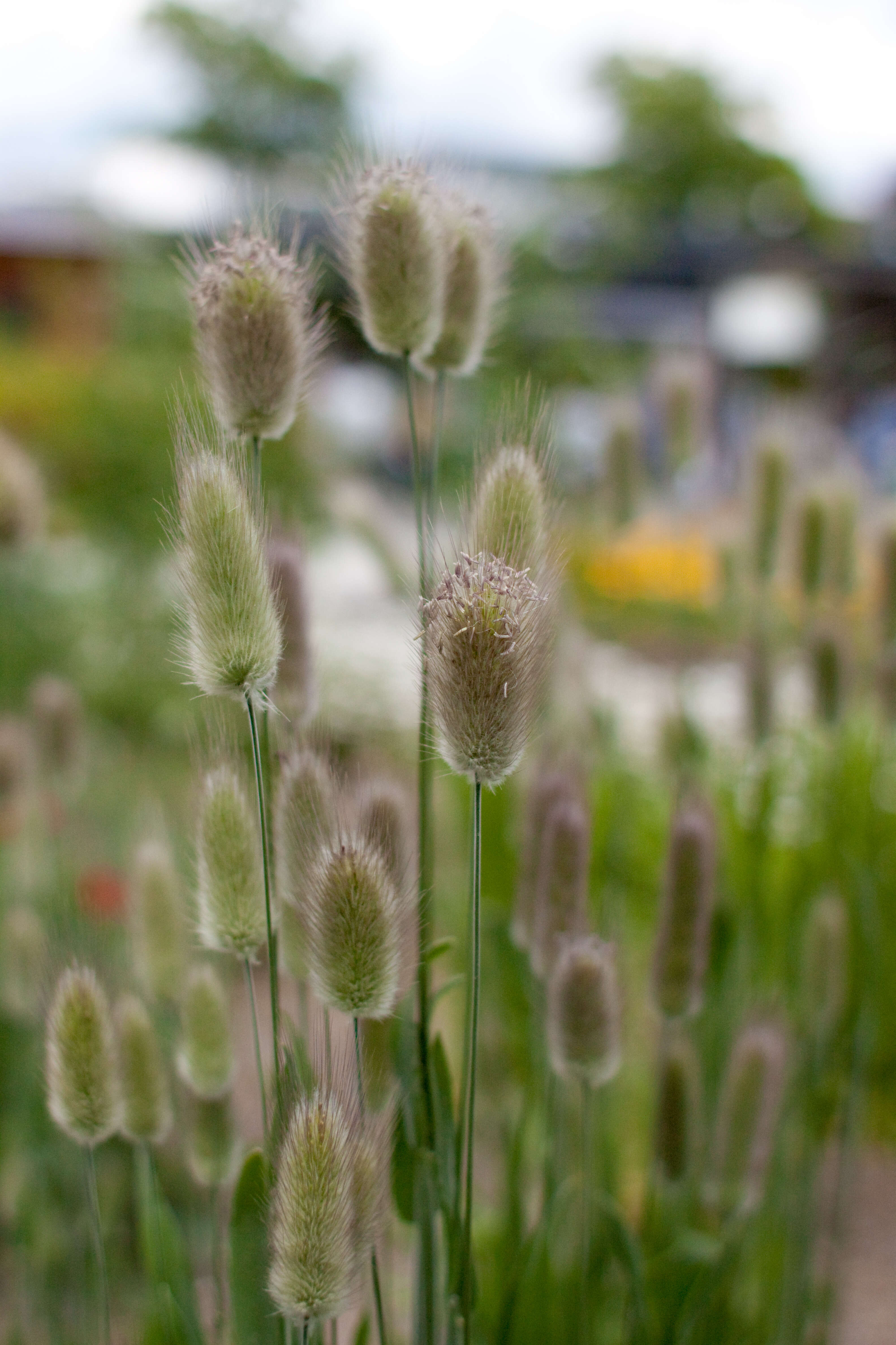 Image of harestail grass