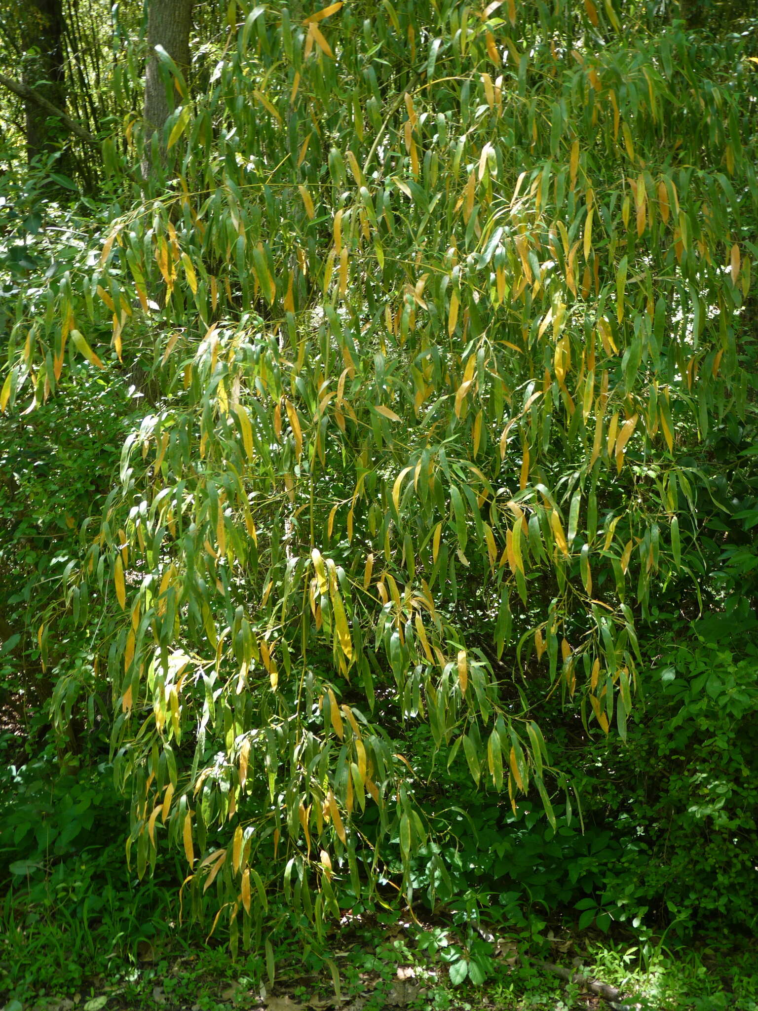 Image of golden bamboo