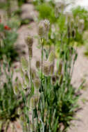 Image of harestail grass