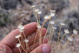 Image of Cooper's rubberweed