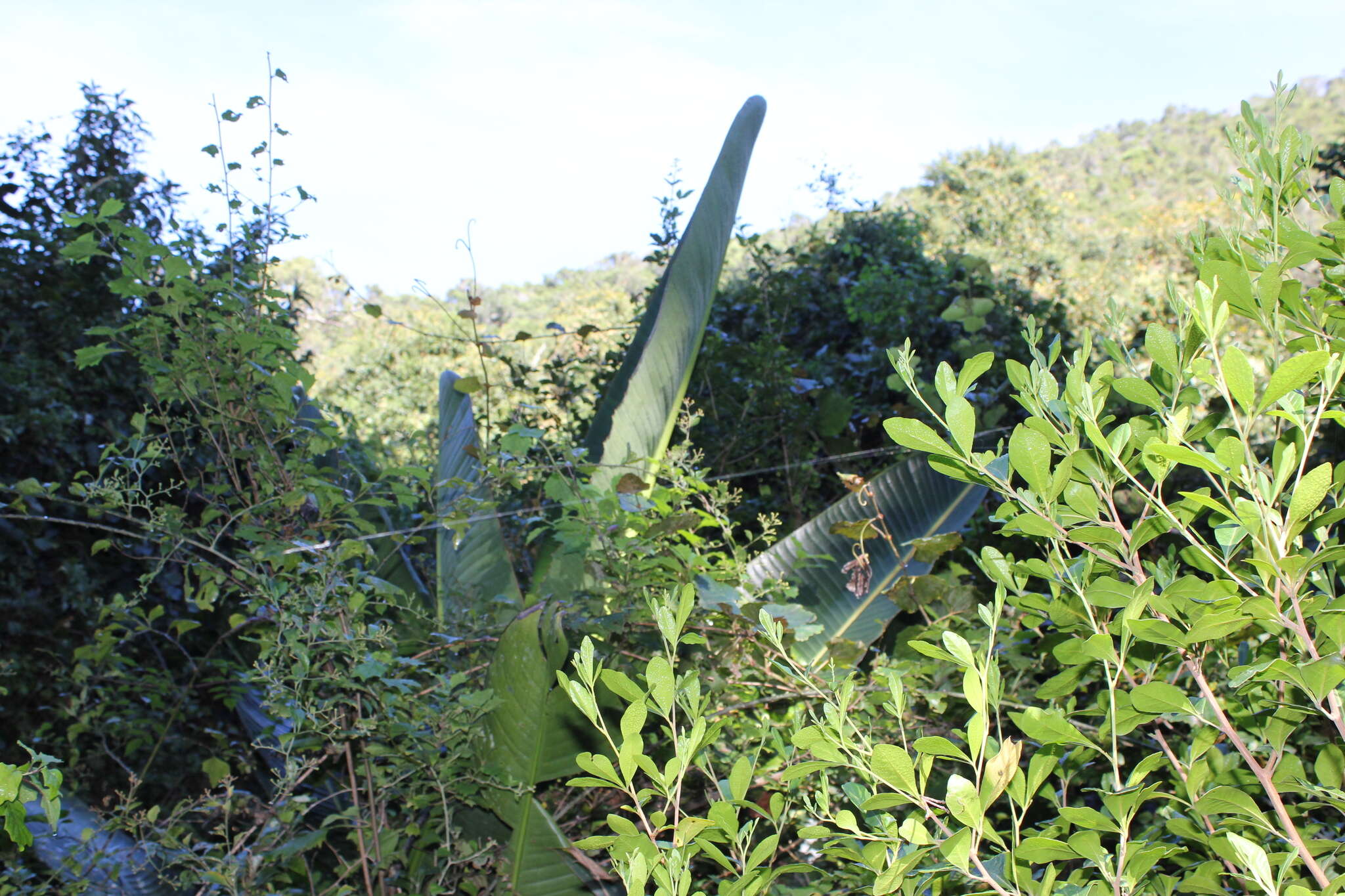 Imagem de Strelitzia alba (L. fil.) Skeels