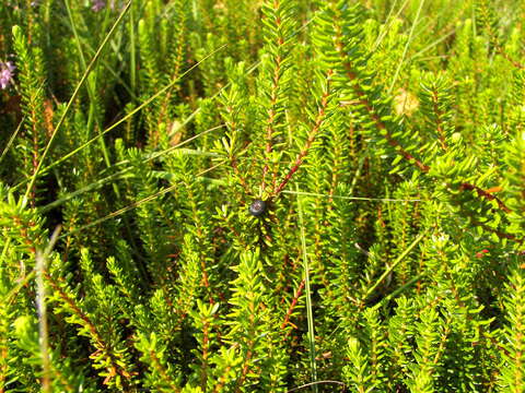 Image of black crowberry