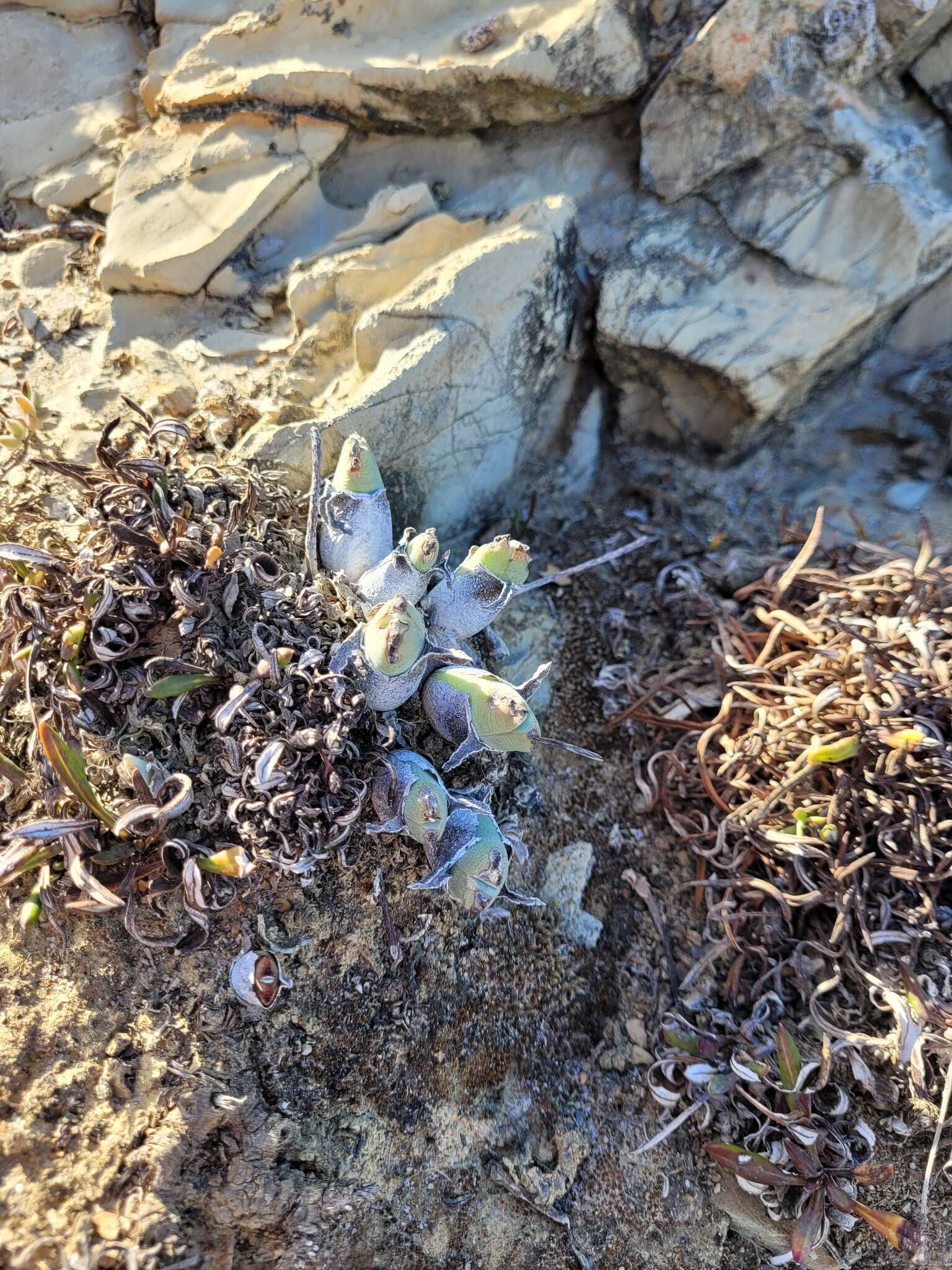 Image of Cheiridopsis rostrata (L.) N. E. Br.