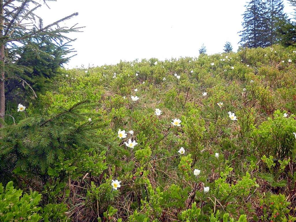 Image of Snowdrop Anemone