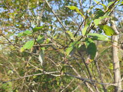 Image of Salix taraikensis Kimura