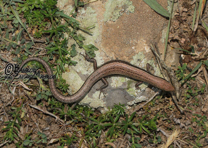 Image of Twin-striped Skink