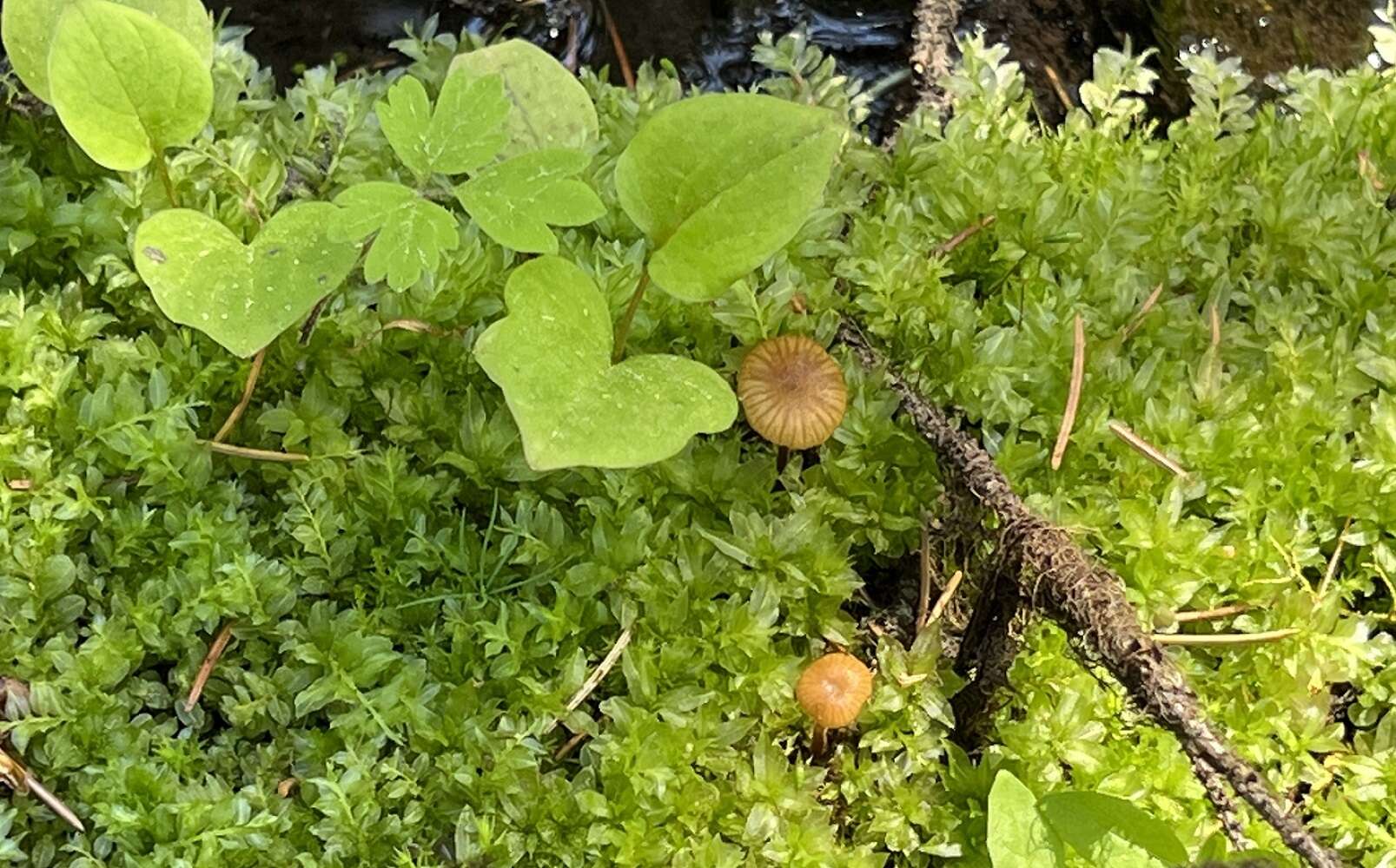 Imagem de Galerina vittiformis (Fr.) Singer 1950