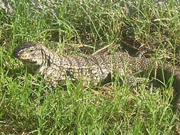 Image of Gold tegu