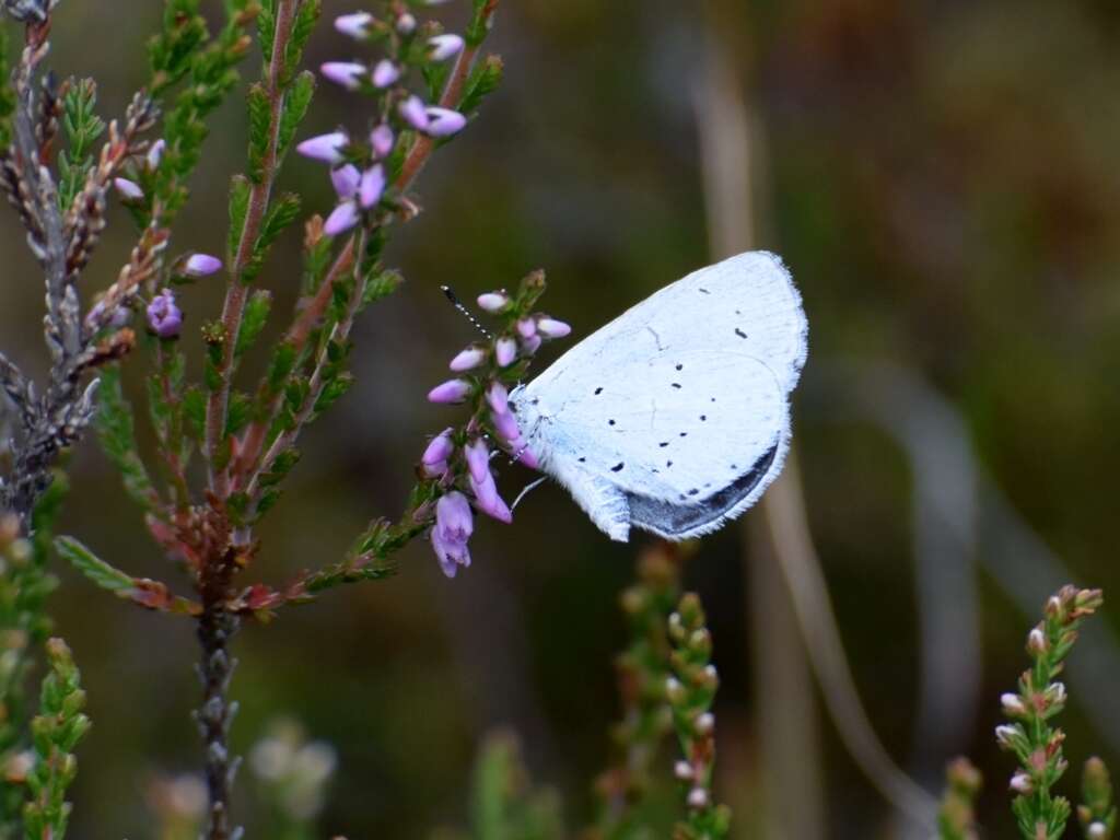 Image of holly blue