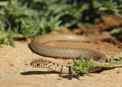 Image of Dotted Dwarf Snake