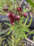 Image of Dodonaea multijuga G. Don