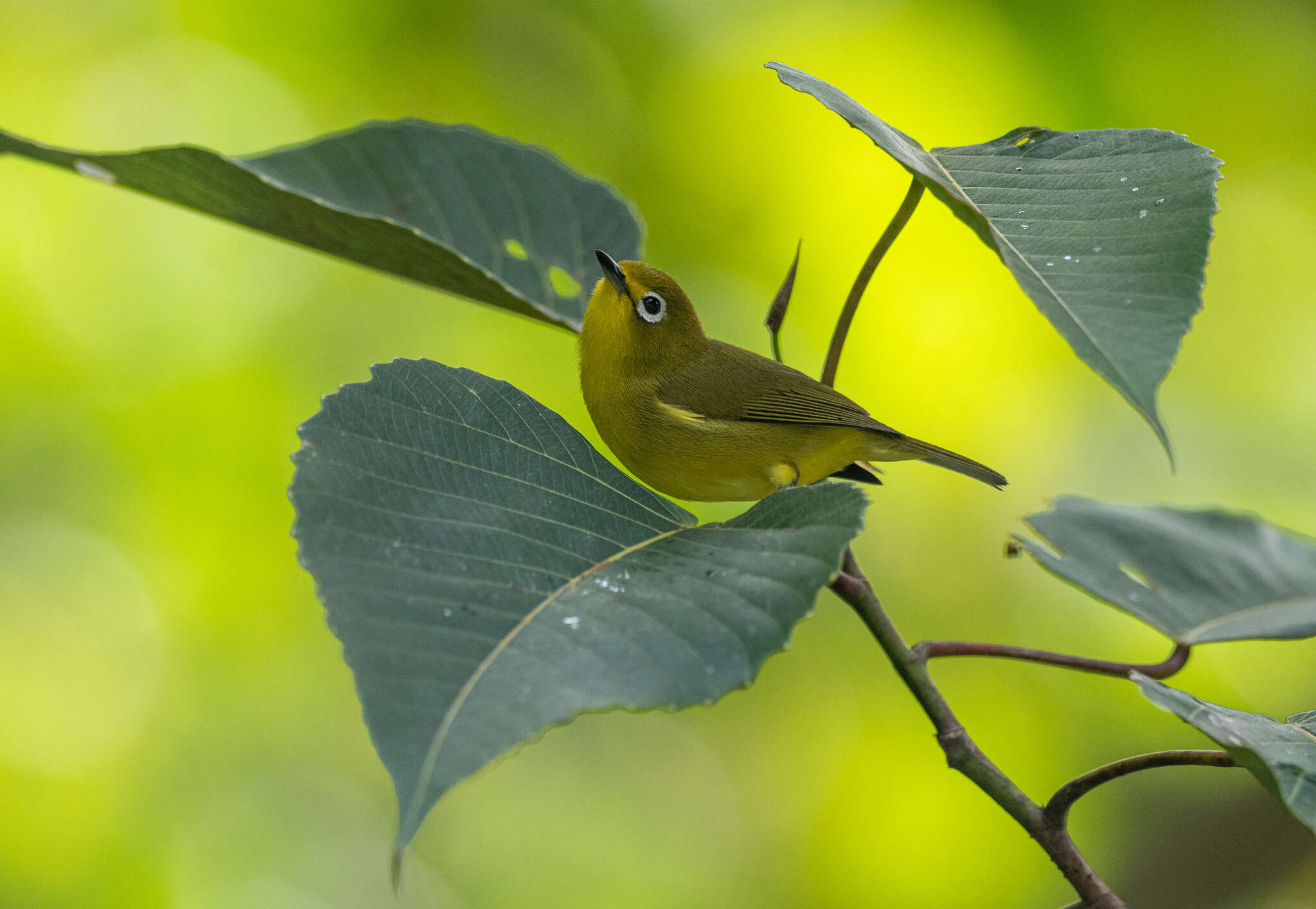 Image of Golden-yellow White-eye