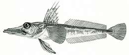 Plancia ëd Channichthys