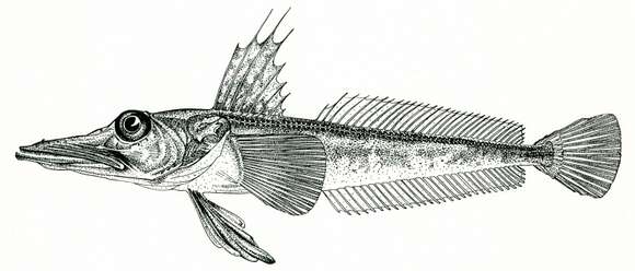 Слика од Channichthys