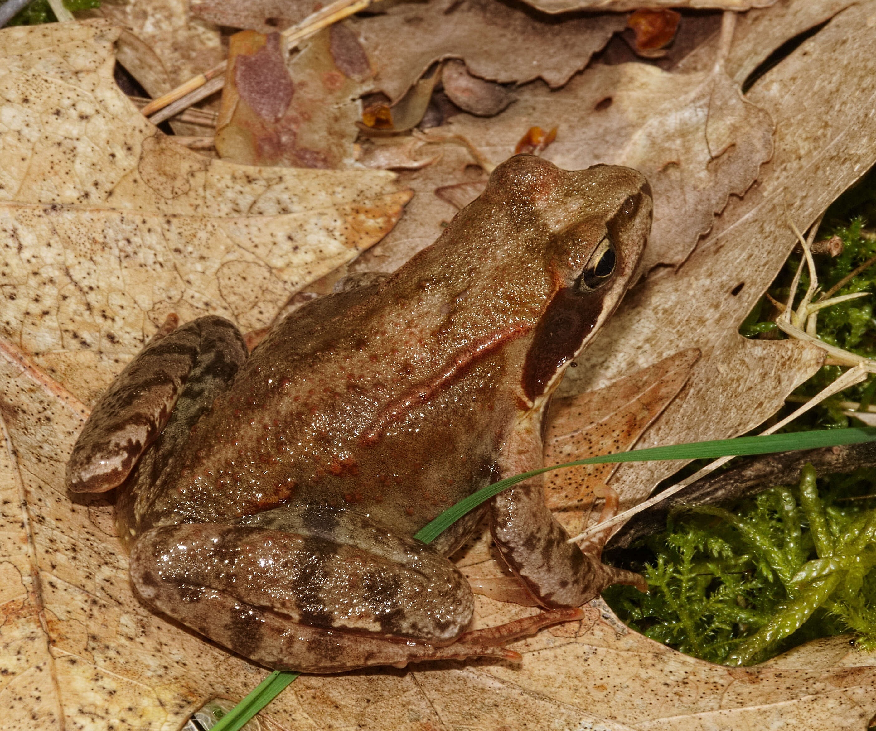 Image of Common frog