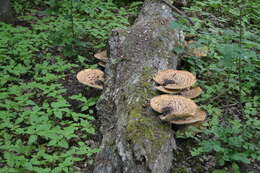 Image of dryad's saddle