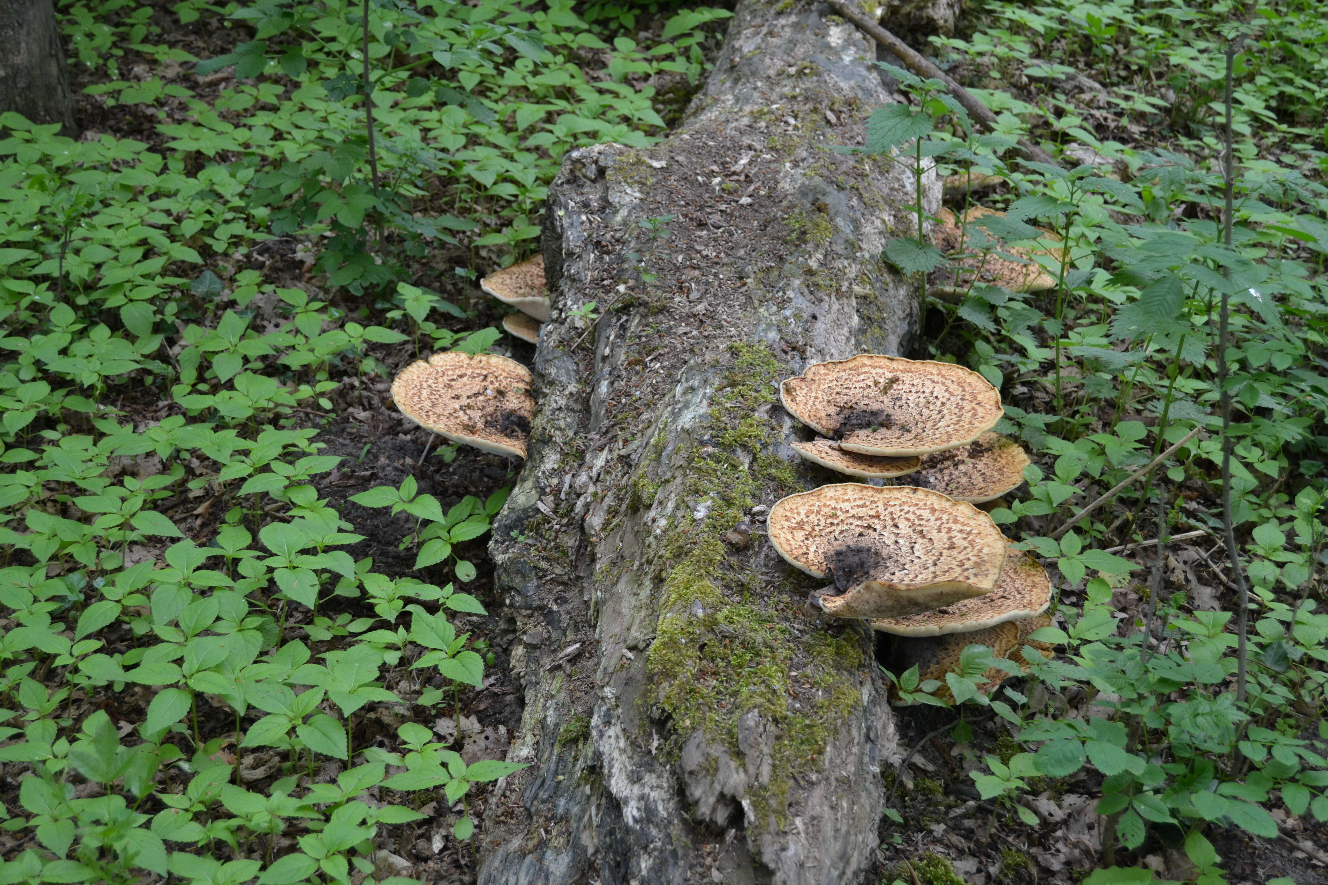 Image of dryad's saddle