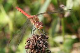 Image of Common Darter