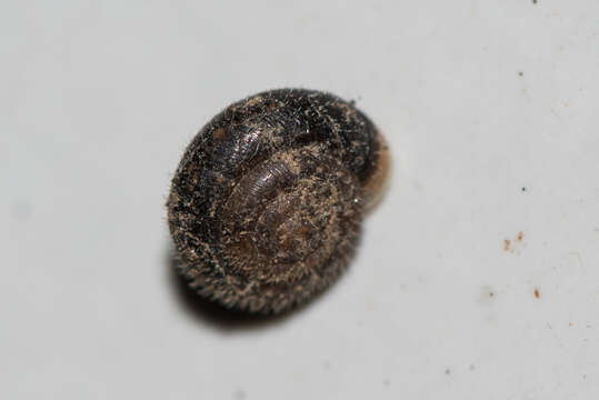 Image of Hairy Snail