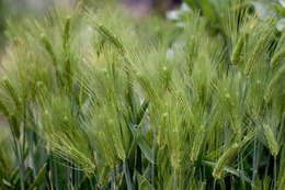 Image of common barley