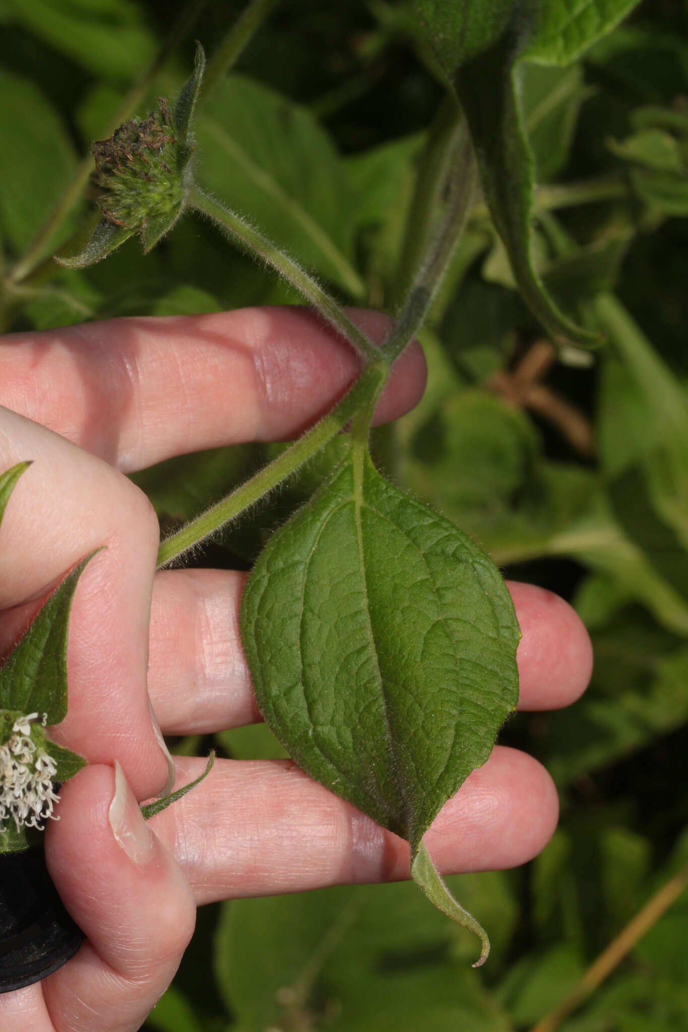 Image of silkleaf