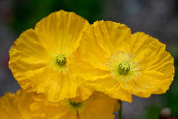 Image of Iceland Poppy