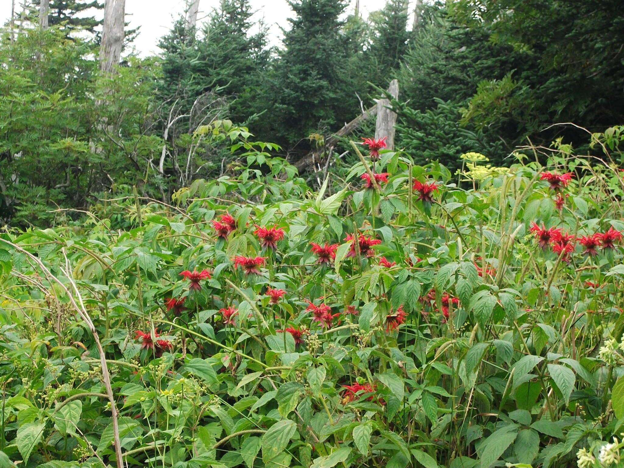 Image of scarlet beebalm