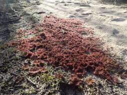 Image of Drosera aberrans (Lowrie & Carlquist) Lowrie & Conran