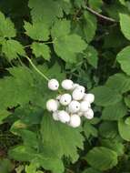 Imagem de Actaea rubra subsp. rubra