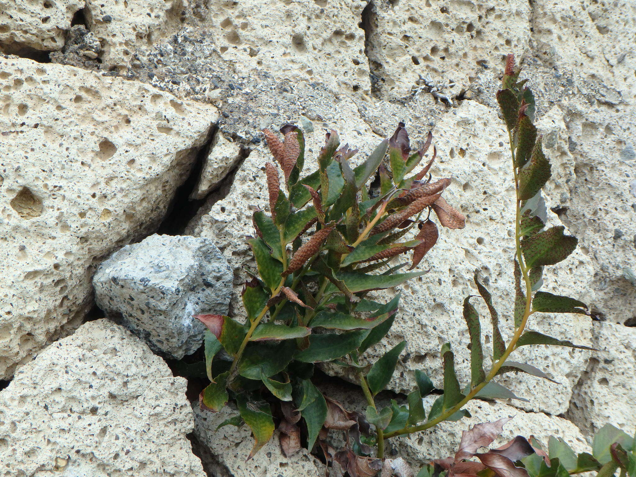 Plancia ëd Cyrtomium falcatum (L. fil.) C. Presl