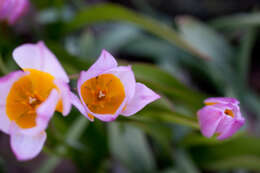 Image de Tulipa saxatilis Sieber ex Spreng.