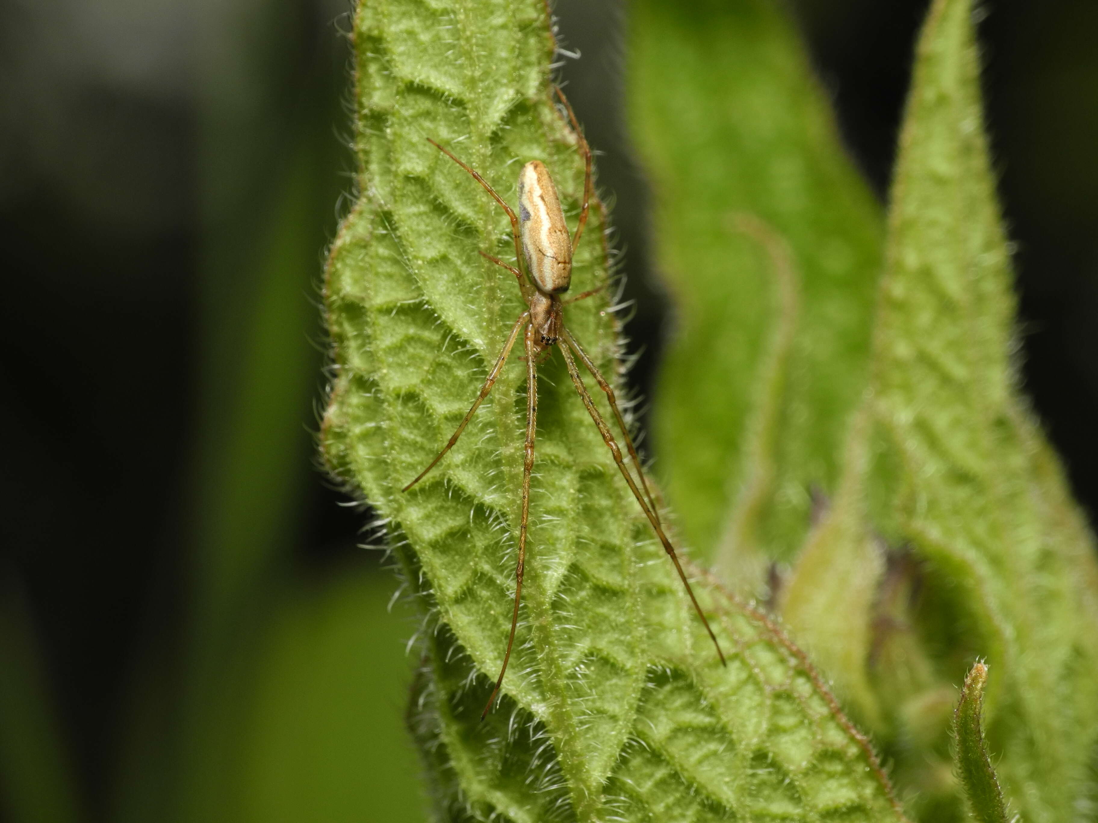 Image of Tetragnatha montana Simon 1874