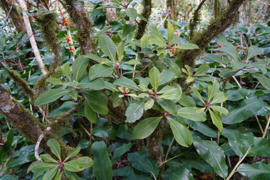 Image of Foetidia mauritiana Lam.