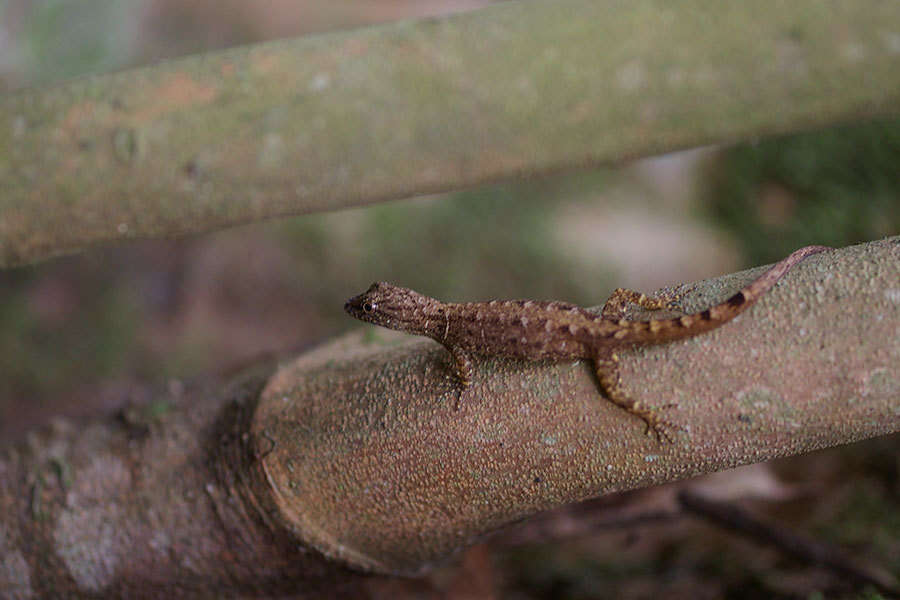 صورة Gonatodes humeralis (Guichenot 1855)