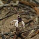 Image of Winter spider orchid