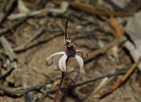 Image of Winter spider orchid