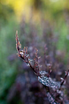 Image of polkadot-plant