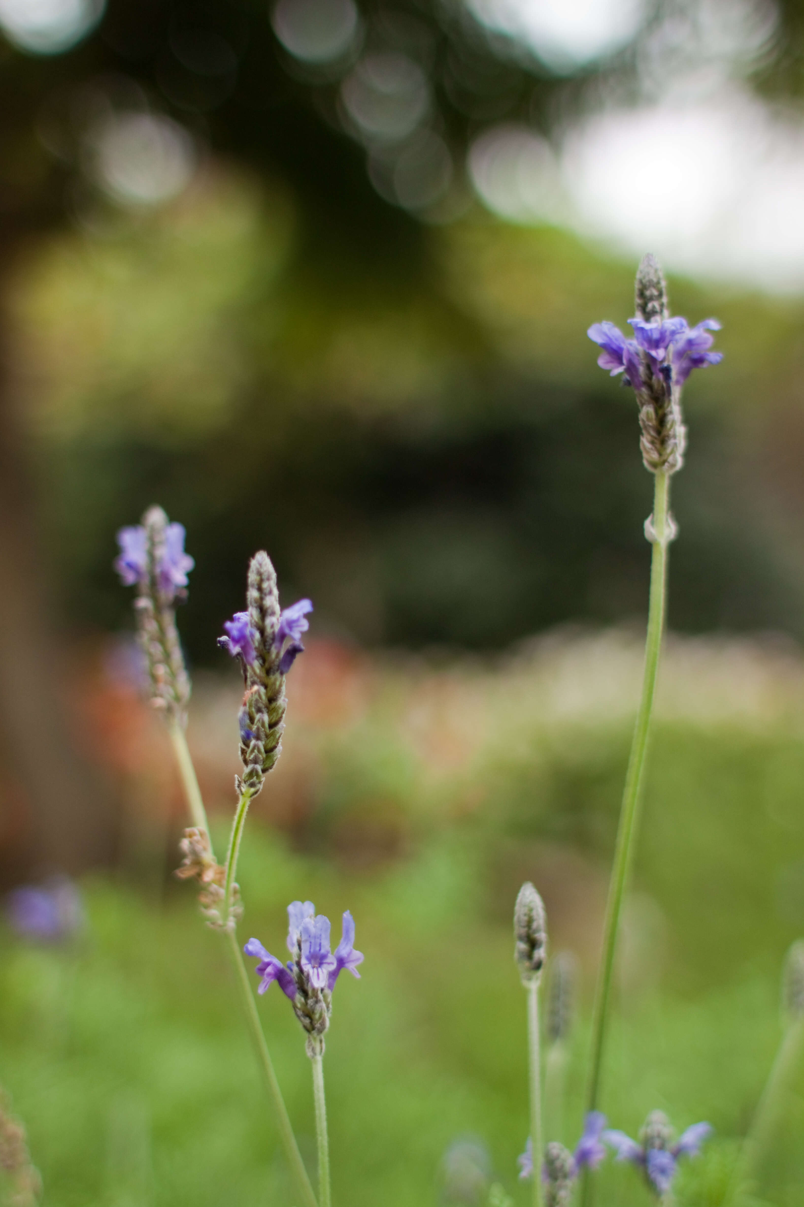 Image of Lavandula multifida L.