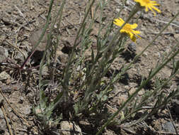 Image of common woolly sunflower