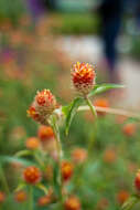 Image de Gomphrena haageana Klotzsch