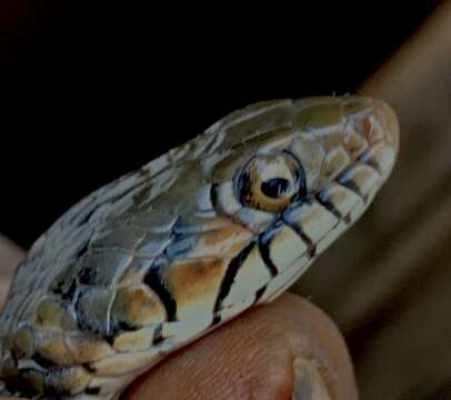 Image of Tholloni's African Water Snake